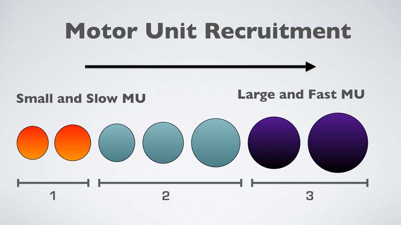 Motor Unit Recruitment
